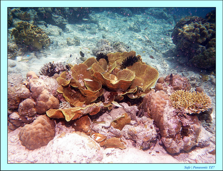 2011 - 08 - Borneo - Mataking 20